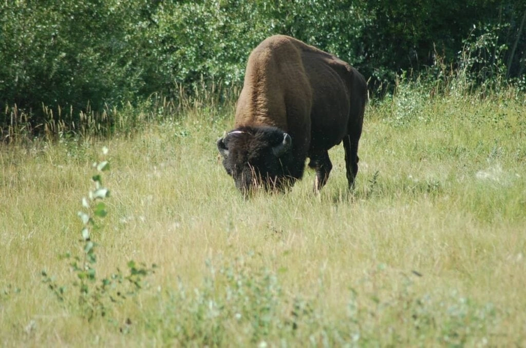 Aurora village yellowknife northwest territories bison